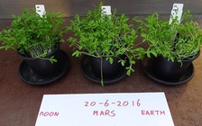 Cây trồng trên đất sao Hỏa ăn được