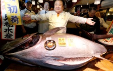 Con cá ngừ giá hơn 14 tỉ đồng