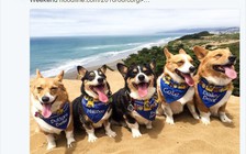 800 chú chó chân ngắn, mông to 'chiếm' bãi biển Mỹ