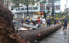 Người bị cây xanh đè chết ở Sài Gòn: Vẫn chưa thể biết nguyên nhân!