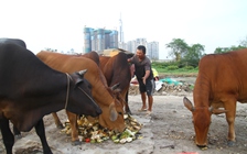 Bên kia sông Sài Gòn có lão du mục chăn trâu giữa bán đảo Thủ Thiêm