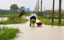 Mưa to lũ lớn ở miền Trung: Dầm mình trong nước lặt rau sạch 'vớt vát'