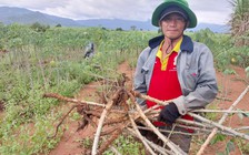 Ninh Thuận: Nông dân bất an vì củ mì bị thối do mưa nhiều ngày