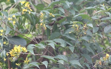 Ba người chết, 1 người nguy kịch do uống phải rượu ngâm cây lá ngón