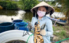 Niềm vui thu hoạch tôm càng ở Cà Mau mùa tết