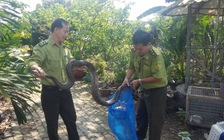 TP.HCM: Trăn đất quý hiếm dài 2 m bò qua đường, người dân bắt giao kiểm lâm