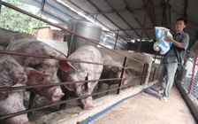 Phạt tù nếu dùng chất cấm trong chăn nuôi: Đồng Nai vẫn phát hiện chất cấm