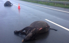 Trâu bị tông chết trên cao tốc TP.HCM - Long Thành - Dầu Giây