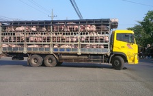 'Kêu gọi dân làm vườn ao chuồng, giờ bảo không nuôi heo sao được'