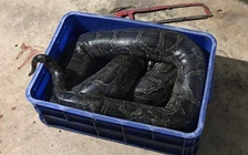 Nghi vấn người làm thuê bị trăn của chủ nuôi siết chết