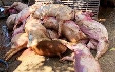 Tiêu hủy hàng trăm ký heo bệnh, heo chết phát hiện trong lò mổ ở Long Thành