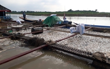 Xác định được nguyên nhân khiến gần 1.000 tấn cá chết trên sông La Ngà