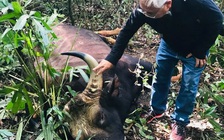 Bò tót nặng 800 kg chết trong khu bảo tồn