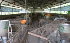 Giá thịt heo cao ngất, vì sao 'thủ phủ heo' Đồng Nai vẫn chưa dám tái đàn?