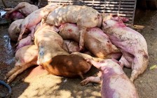 Đồng Nai bắt lò mổ heo chết