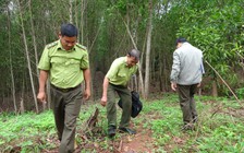 Đồng Nai: Tìm thấy dấu chân chó tại hiện trường nghi xuất hiện 2 con báo đen