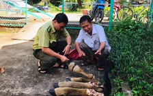 Bò tót nặng 200 kg trong Vườn quốc gia Cát Tiên bị giết hại