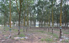 Nguyên giám đốc nông trường cao su 'phù phép' biến nhiều thửa đất công thành đất tư