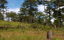 Bắt giam 5 nghi can tấn công trạm bảo vệ rừng, cướp tài sản