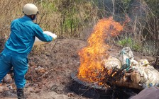 Thu gom, tiêu hủy hàng trăm xác heo dọc suối Đa Me và Cam Ly