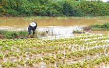 Mưa bão kéo dài : sản lượng rau, hoa sụt giảm, giá tăng cao