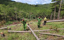 Lãnh đạo Đà Lạt bất ngờ trước vụ phá rừng thông phòng hộ lớn nhất từ trước đến nay