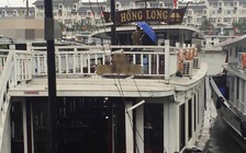 'Chặt chém' bữa cơm 8 triệu đồng: Đình chỉ 2 tàu du lịch vịnh Hạ Long