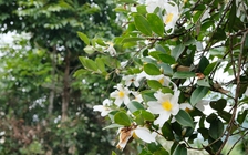 Đổ xô về Bình Liêu xem hoa sở