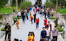 Mai vàng cùng hoa anh đào khoe sắc dưới non thiêng Yên Tử