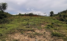 Đốn rừng trồng nhãn để trục lợi tiền bồi thường: Mới thu hồi được 8 tỉ chi sai