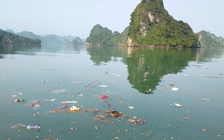 Vắng khách nhưng vịnh Hạ Long vẫn... ngập rác