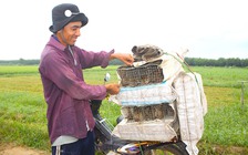 'Phù thủy' biệt tài bẫy hàng chục tấn chuột đồng không cần mồi