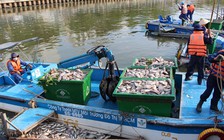 Cá chết trên kênh Nhiêu Lộc - Thị Nghè: Tiếp tục giảm đàn cá để phòng ngừa