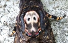 'Bướm thần chết' xuất hiện ở Huế