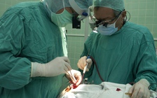 Suýt mất 'của quý' vì bị trâu nhà tấn công