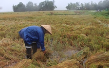 Nông dân Thừa Thiên - Huế rớt nước mắt cứu lúa, đậu, dưa vì mưa trái mùa