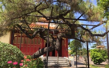 Không cần chặt cây, nơi đây dùng 'cách hay' bảo vệ cây trăm năm và người dân