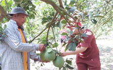 'Săn' bưởi da xanh Sông Xoài mùa tết