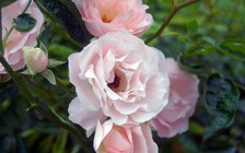 Sắp mở cửa công viên hoa hồng lớn nhất Việt Nam