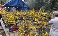 Vượt hàng ngàn km, mai kiểng từ miền Trung ra Hà Nội đón tết
