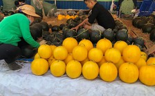 'Loạn' giá dưa hấu ngày giáp Tết Kỷ Hợi