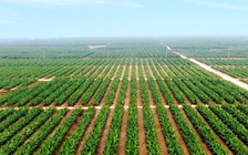 Hoàng Anh Gia Lai bị 'vạ lây' lỗ nặng vì quy định áp trần lãi vay