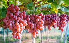 Nhập khẩu từ Úc vào Việt Nam tăng sau khi có CPTPP