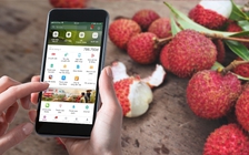 Hơn 7 tấn vải thiều được bán qua ví điện tử trong ngày đầu tiên