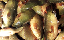 Cá lóc, cá rô dội ao ở Bình Chánh trong khi người dân không có mua