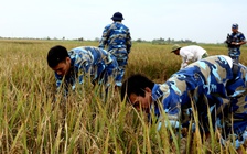 Bộ đội Hải quân giúp dân gặt lúa trước bão số 7