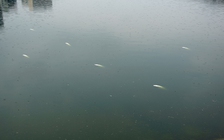 Cá chết ở các hồ Hà Nội do thời tiết và xả thải