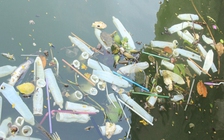 Công an đang điều tra việc bao cao su nổi trắng hồ Tây