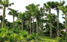 Phú Thọ muốn trồng cọ dọc cao tốc Nội Bài - Lào Cai