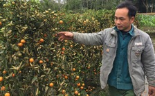 Kẻ gian hủy hoại hàng trăm cây quất cảnh của người dân